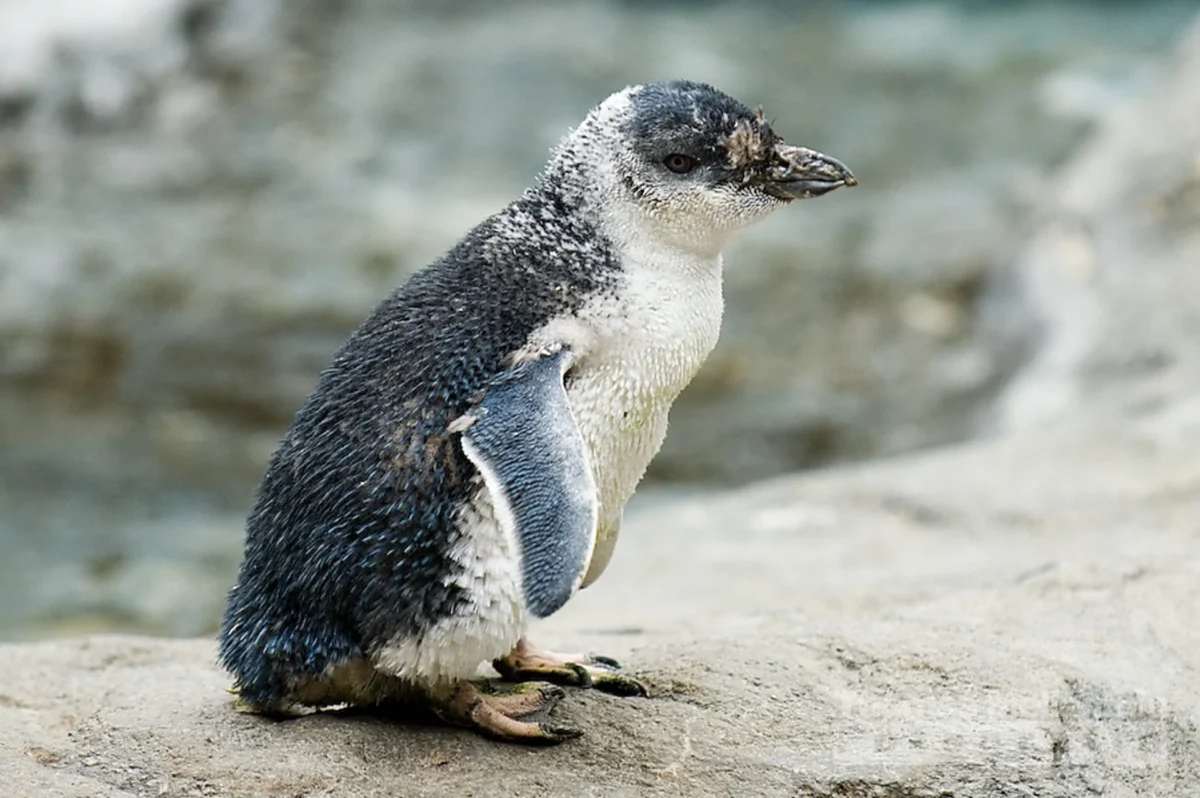 pinguino pigmeo