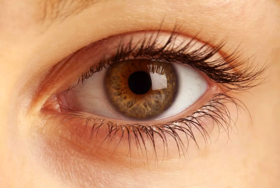 Piante per la Prevenzione delle Malattie Oculari